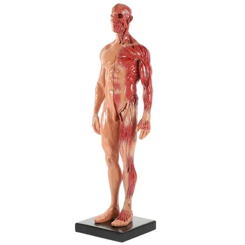 Анатомические модели манекенов Скульптура человеческого тела Манекены Из смолы Украшение рабочего стола