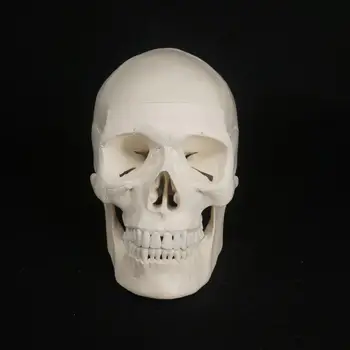 Модель человеческого черепа из ПВХ в натуральную величину, анатомическая гибкость с высокой имитацией Для обучения медицинскому искусству рисования