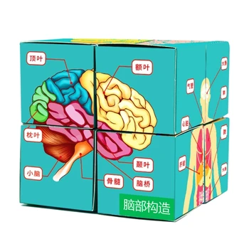 G5AA Головоломка с анатомией человека, Кубическая карта, человеческое тело, детская игрушка для научного развития