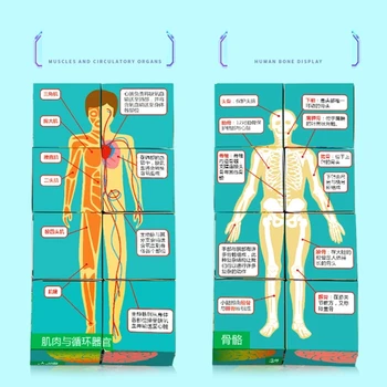 G5AA Головоломка с анатомией человека, Кубическая карта, человеческое тело, детская игрушка для научного развития 3