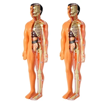 2X 3D Модель анатомии человеческого тела, детская Пластиковая игрушка-скелет 