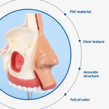 Анатомическая модель полости носа в натуральную величину Модель анатомии носа модель 1