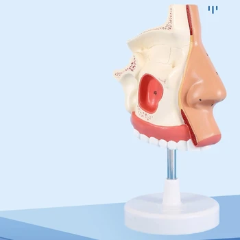 Анатомическая модель полости носа в натуральную величину Модель анатомии носа модель 2