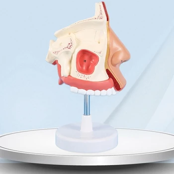 Анатомическая модель полости носа в натуральную величину Модель анатомии носа модель 3