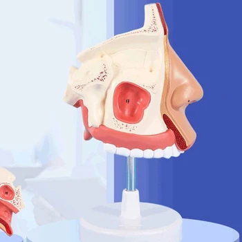 Анатомическая модель полости носа в натуральную величину Модель анатомии носа модель 4