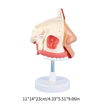 Анатомическая модель полости носа в натуральную величину Модель анатомии носа модель 5