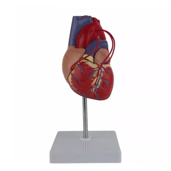 Анатомическая модель человеческого сердца для кардиологического исследования, Демонстрирующая Челночный корабль для шунтирования сердца