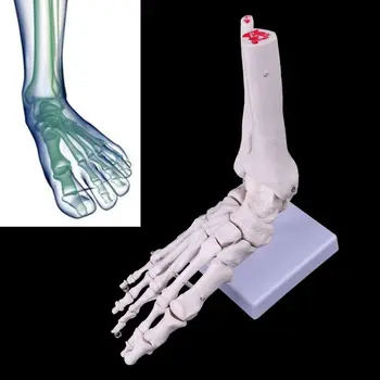  Анатомическая модель скелета Голеностопного сустава стопы в натуральную величину, Медицинский дисплей, Инструмент для исследования, Прямая поставка