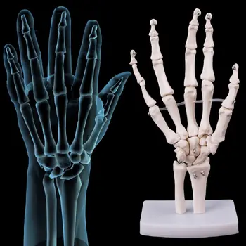 Прямая поставка Анатомическая модель скелета сустава руки Инструмент для изучения медицинской анатомии человека в натуральную величину 0
