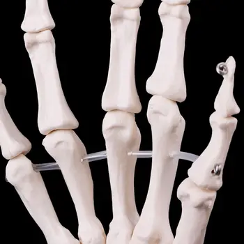 Прямая поставка Анатомическая модель скелета сустава руки Инструмент для изучения медицинской анатомии человека в натуральную величину 1