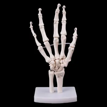 Прямая поставка Анатомическая модель скелета сустава руки Инструмент для изучения медицинской анатомии человека в натуральную величину 2