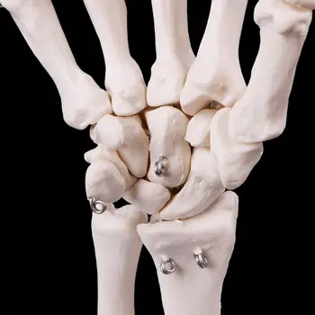Прямая поставка Анатомическая модель скелета сустава руки Инструмент для изучения медицинской анатомии человека в натуральную величину 3