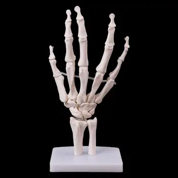 Прямая поставка Анатомическая модель скелета сустава руки Инструмент для изучения медицинской анатомии человека в натуральную величину 4