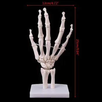 Прямая поставка Анатомическая модель скелета сустава руки Инструмент для изучения медицинской анатомии человека в натуральную величину 5