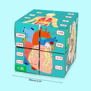 DXAB Анатомическая карта человека, набор для изучения анатомии, набор для изучения анатомии для студентов, набор для изучения анатомии 5